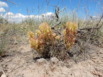 Castilleja pallescens, photographed by Matt Lavin