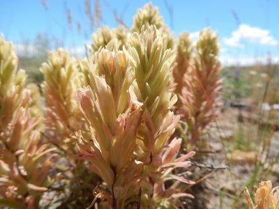 Castilleja pallescens, photographed by Matt Lavin