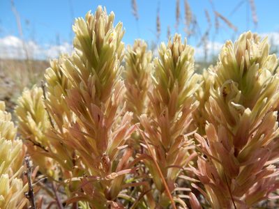 Castilleja pallescens, photographed by Matt Lavin