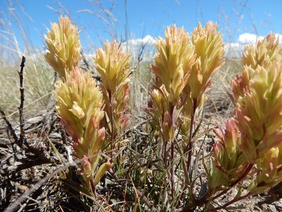 Castilleja pallescens, photographed by Matt Lavin