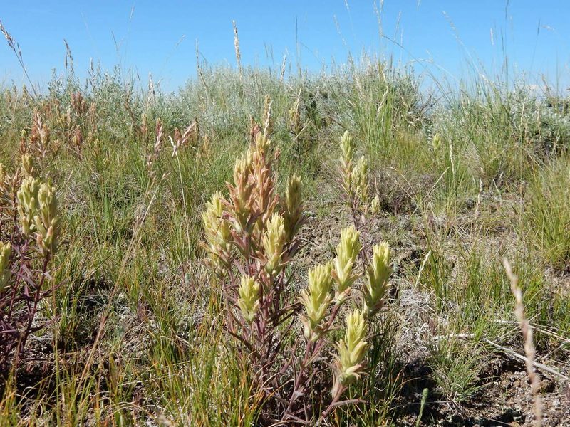 Castilleja pallescens, photographed by Matt Lavin