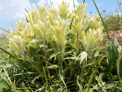 Castilleja pulchella, photographed by Matt Lavin