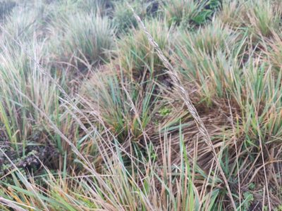 Calamagrostis nutkaensis