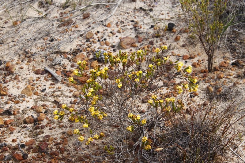 Aspalathus callosa, photographed by Tony Rebelo