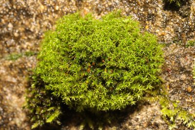 Schistidium crassipilum, photographed by Stephen James McWilliam