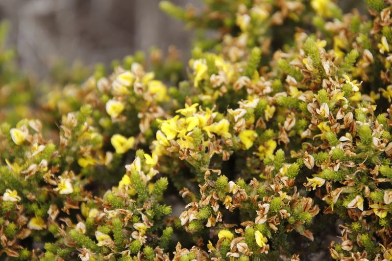 Aspalathus ericifolia, photographed by Tony Rebelo