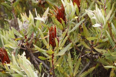 Protea burchellii, photographed by Tony Rebelo