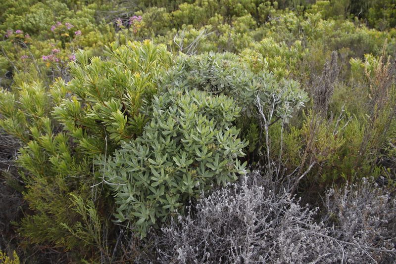 Lobostemon montanus, photographed by Tony Rebelo