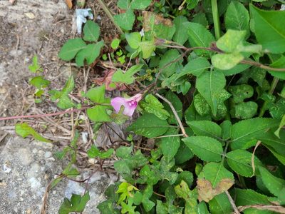 Ipomoea cordatotriloba, photographed by stinger