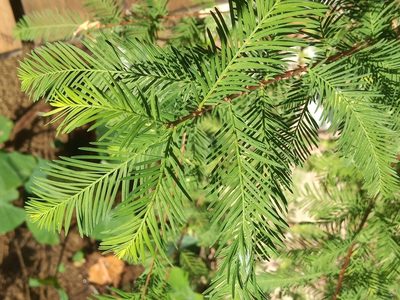 Taxodium mucronatum, photographed by Rodolfo Salinas Villarreal
