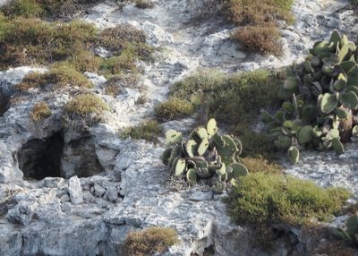 Opuntia galapageia, photographed by John G. Phillips