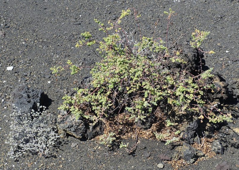 Euphorbia amplexicaulis, photographed by John G. Phillips