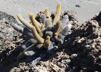 Brachycereus nesioticus, photographed by John G. Phillips