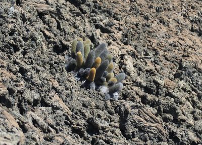 Brachycereus nesioticus, photographed by John G. Phillips