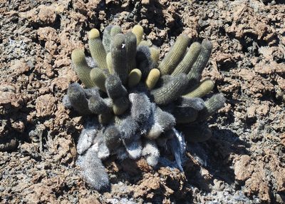 Brachycereus nesioticus, photographed by John G. Phillips