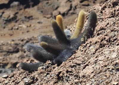 Brachycereus nesioticus