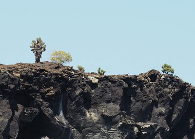 Opuntia galapageia, photographed by John G. Phillips