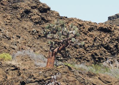 Opuntia galapageia, photographed by John G. Phillips
