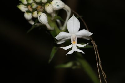 Calanthe triplicata, photographed by Greg Tasney