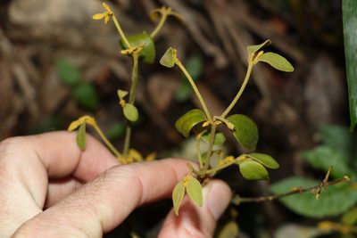 Notothixos subaureus, photographed by Greg Tasney