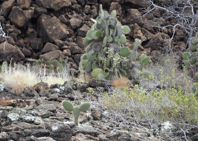Opuntia galapageia, photographed by John G. Phillips