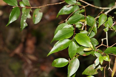Decaspermum humile, photographed by Greg Tasney
