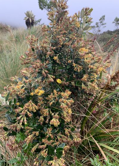 Gynoxys parvifolia, photographed by John G. Phillips