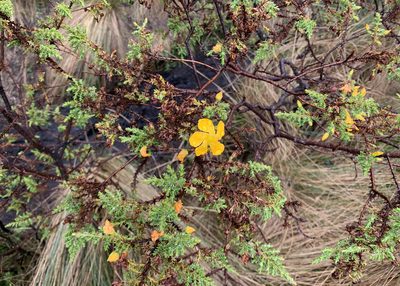 Hypericum laricifolium, photographed by John G. Phillips