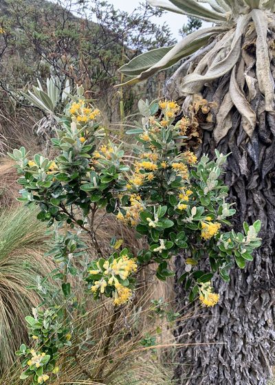 Gynoxys parvifolia, photographed by John G. Phillips