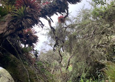 Tillandsia complanata, photographed by John G. Phillips
