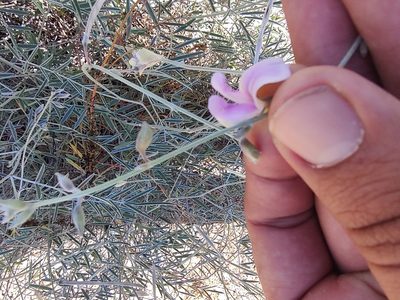 Tephrosia palmeri, photographed by Abraham Sánchez Romero