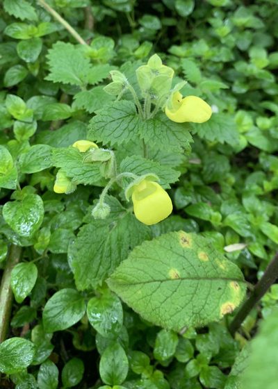 Calceolaria lamiifolia, photographed by John G. Phillips