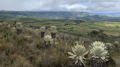 Espeletia pycnophylla, photographed by John G. Phillips