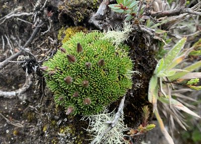 Xenophyllum humile, photographed by John G. Phillips