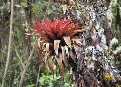Tillandsia complanata, photographed by John G. Phillips