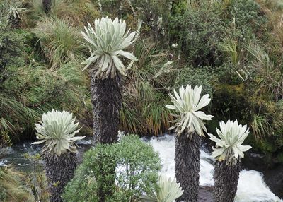 Espeletia pycnophylla, photographed by John G. Phillips