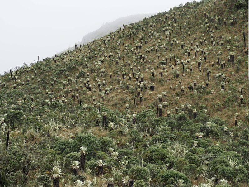 Espeletia pycnophylla, photographed by John G. Phillips