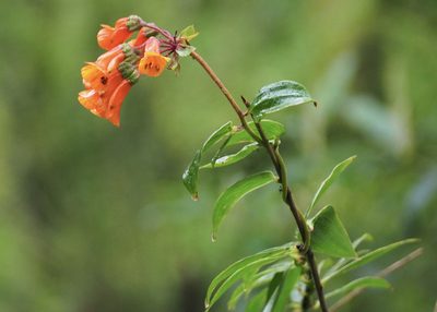 Bomarea multiflora, photographed by John G. Phillips