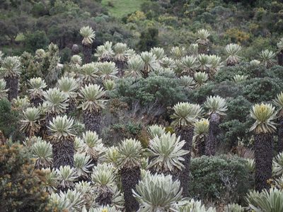 Espeletia pycnophylla, photographed by John G. Phillips