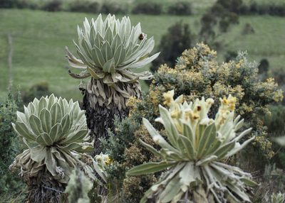 Espeletia pycnophylla, photographed by John G. Phillips