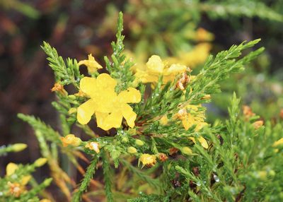 Hypericum laricifolium, photographed by John G. Phillips