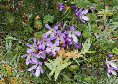 Gentianella cerastioides, photographed by John G. Phillips