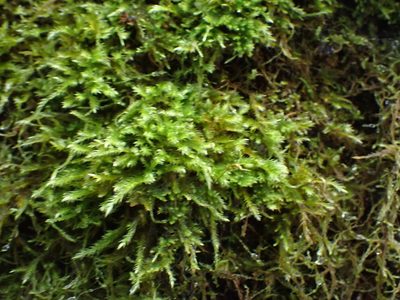 Homalothecium fulgescens, photographed by Randal