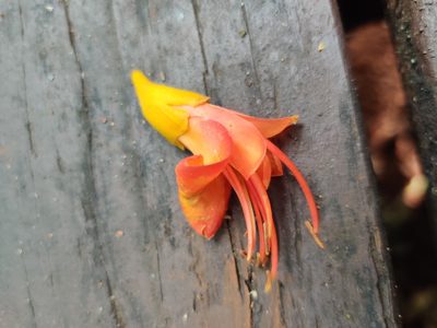 Castanospermum australe, photographed by Nathan Ruser