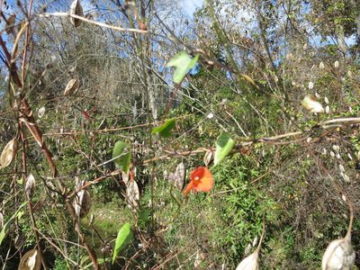 Ipomoea hederifolia, photographed by Nonbinary-Naturalist
