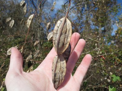 Sesbania vesicaria, photographed by Nonbinary-Naturalist