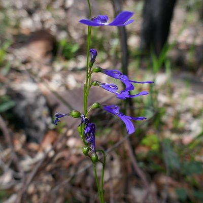 Lobelia dentata, photographed by Gary Williams
