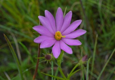 Sabatia gentianoides, photographed by Daniel McNair