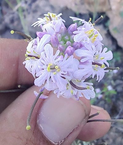 Dryopetalon palmeri, photographed by Abraham Sánchez Romero