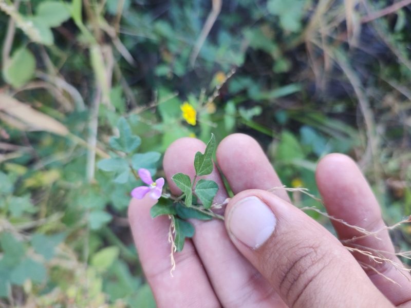 Phaseolus filiformis, photographed by Abraham Sánchez Romero